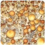 Псилоцибиновые (галлюциногенные)  грибы Psilocybin "Golden Teacher" в Карасуке