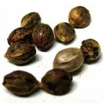 Семена марихуаны АК-47  (Seeds AK-47) в Карасуке